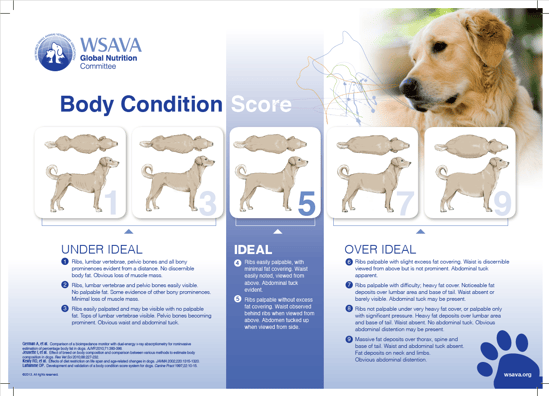 body condition score WSAVA