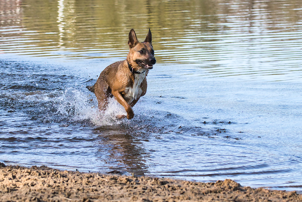 Il cane e l'attività sportiva in acqua