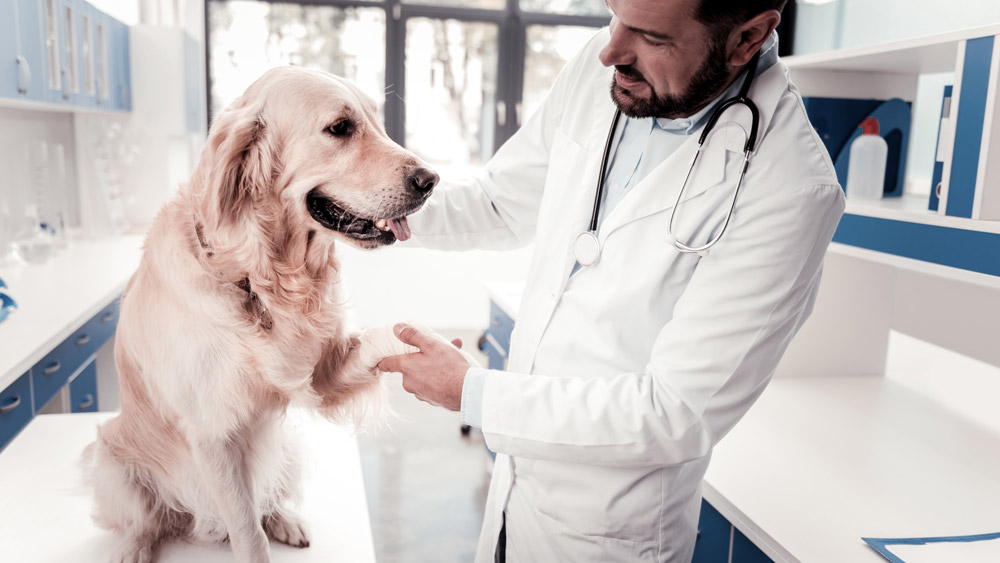 Assicurazione per cani e non solo: ecco le migliori soluzioni per i nostri amici a 4 zampe