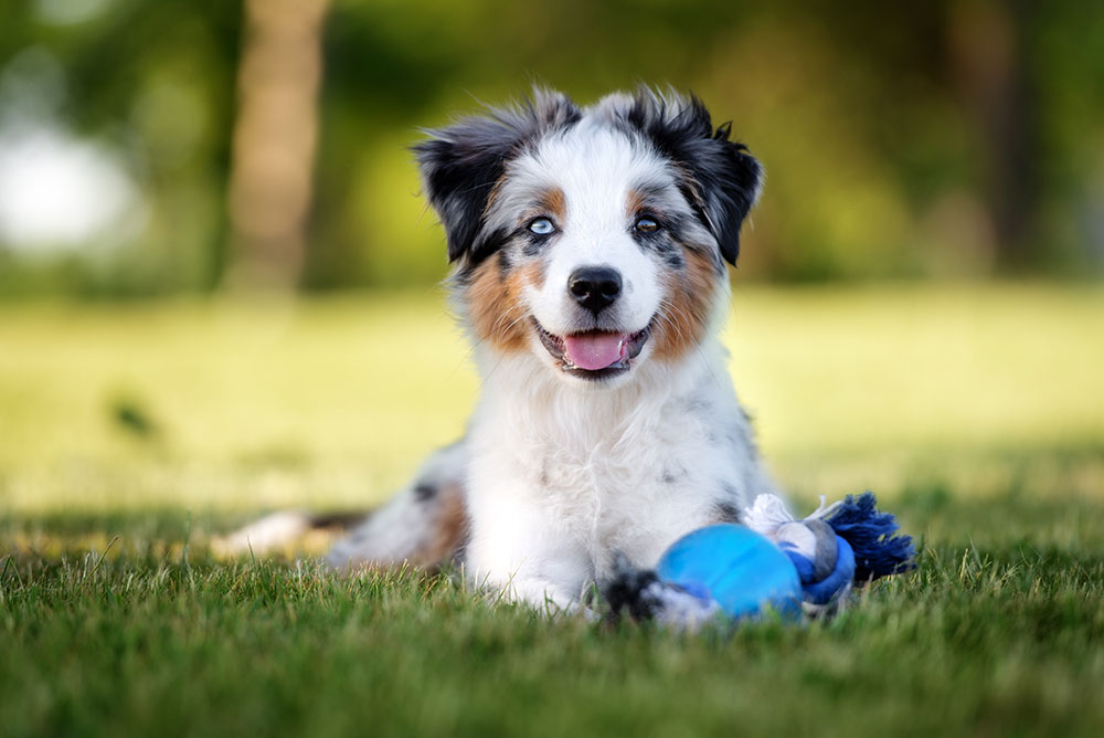 Come e quando fare controlli ortopedici nel cucciolo?