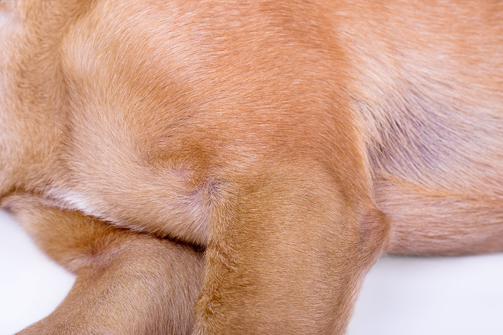 La displasia di anca e di gomito nel cane. Cosa occorre sapere.