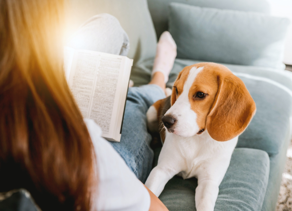 Come rendere la tua casa adatta ad un cane affetto da osteoartrite